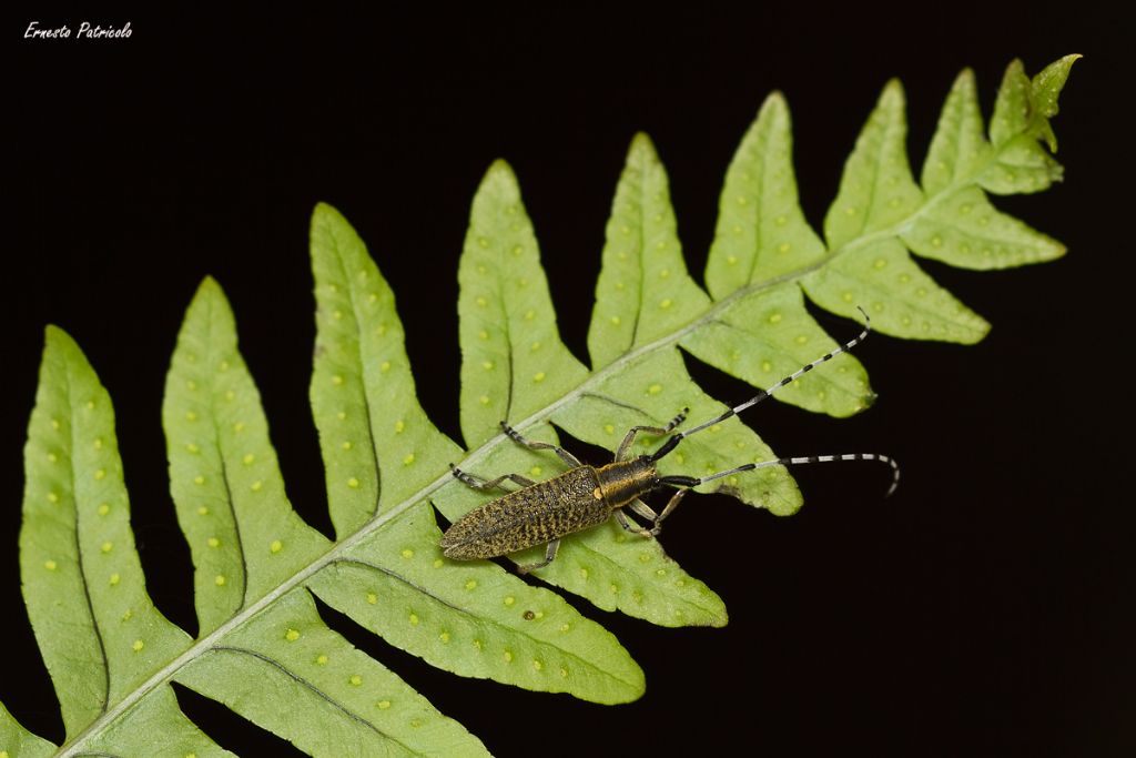 Agapanthia villosoviridiscens, maschio